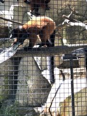 Varecia rubra