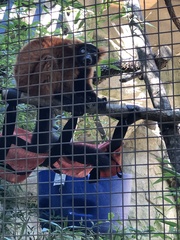 Varecia rubra