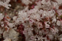 Eriogonum wrightii subscaposum