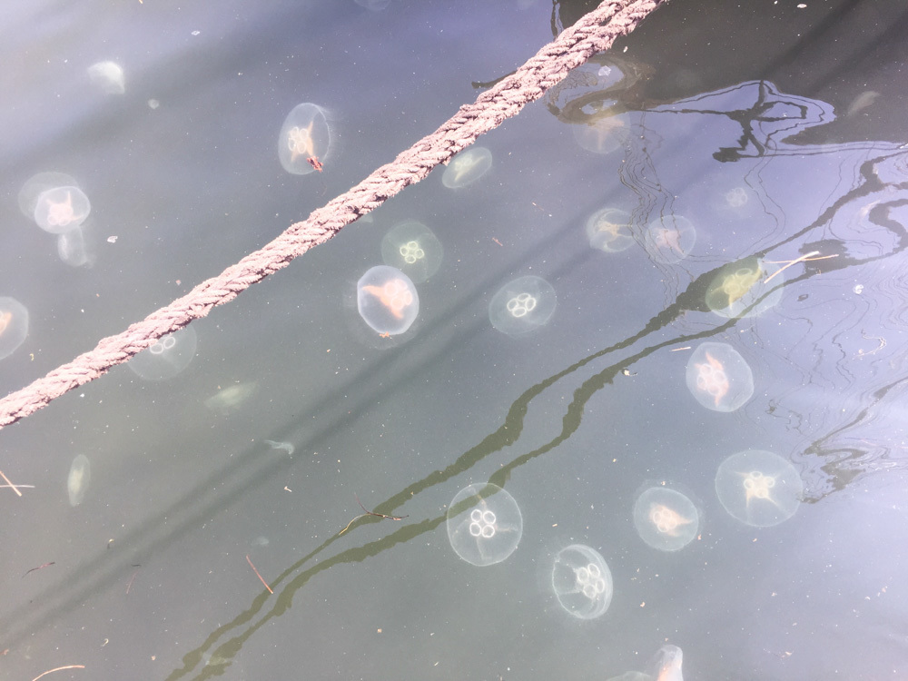 Common Moon Jelly from Flensburg, Germany on July 17, 2018 at 12:14 PM ...