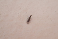 Diglyphus
