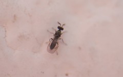 Diglyphus