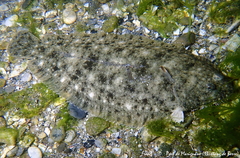 Solea aegyptiaca