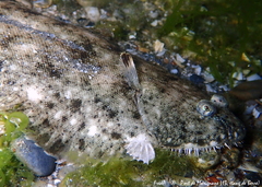 Solea aegyptiaca