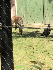 Tragelaphus imberbis