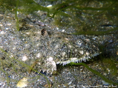Solea aegyptiaca