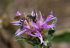 Halictus sexcinctus