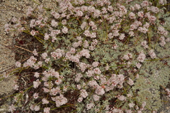 Eriogonum wrightii subscaposum