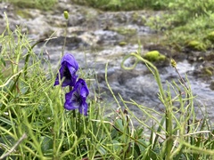 Aconitum delphiniifolium