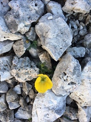 Papaver alpinum