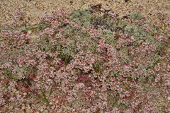 Eriogonum wrightii subscaposum