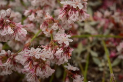 Eriogonum wrightii subscaposum