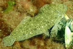 Solea aegyptiaca