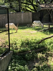 Addax nasomaculatus