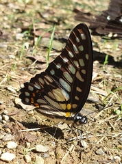 Graphium chironides