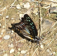 Graphium chironides