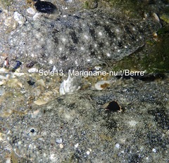 Solea aegyptiaca