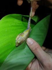 Bokermannohyla circumdata