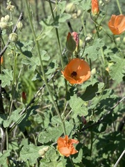Sphaeralcea laxa