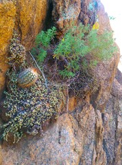 Echinocereus reichenbachii baileyi