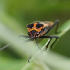 Tropidothorax sternalis