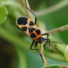 Tropidothorax sternalis