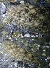 Solea aegyptiaca