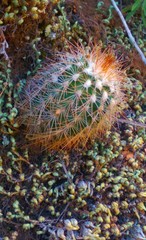 Echinocereus reichenbachii baileyi