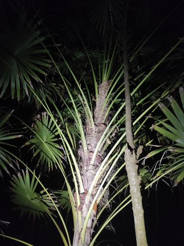 Thrinax radiata