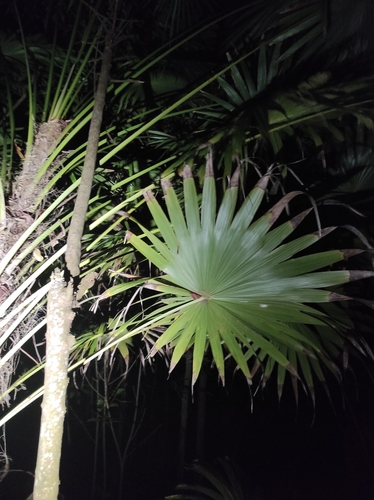 Thrinax radiata