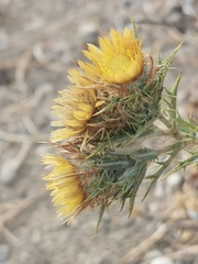 Carlina graeca