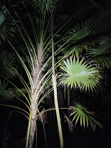 Thrinax radiata