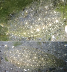 Solea aegyptiaca
