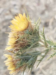 Carlina graeca