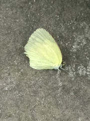 Eurema brigitta
