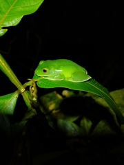 Aplastodiscus albosignatus