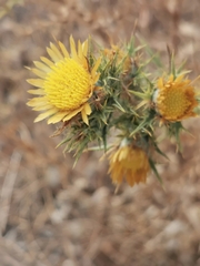 Carlina graeca