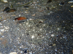 Solea aegyptiaca