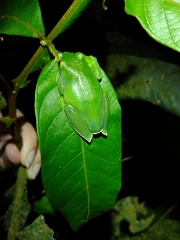 Aplastodiscus albosignatus