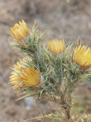 Carlina graeca
