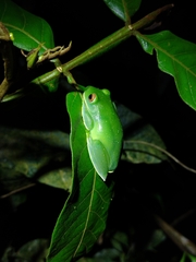 Aplastodiscus albosignatus