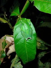 Aplastodiscus albosignatus