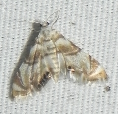 Eoparargyractis plevie