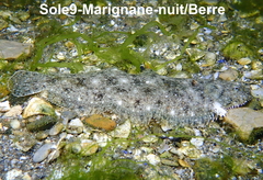 Solea aegyptiaca
