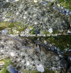 Solea aegyptiaca