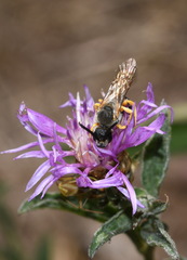 Halictus sexcinctus