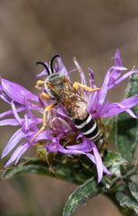 Halictus sexcinctus