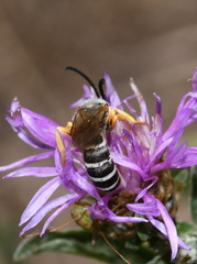 Halictus sexcinctus