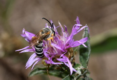 Halictus sexcinctus