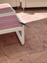 Motacilla alba